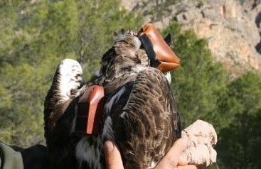 LafargeHolcim marca con emisores vía satélite a tres águilas perdiceras en el Parque Natural de las Hoces del Cabriel