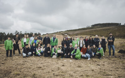 Trabajadores de Votorantim Cimentos plantan 300 castaños en Pontevedra
