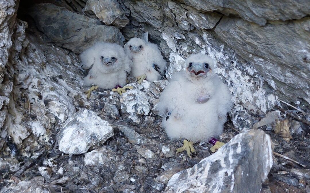 Nacen 6 pollos de halcón peregrino en las canteras de Galdames y Orozko de Cementos Lemona