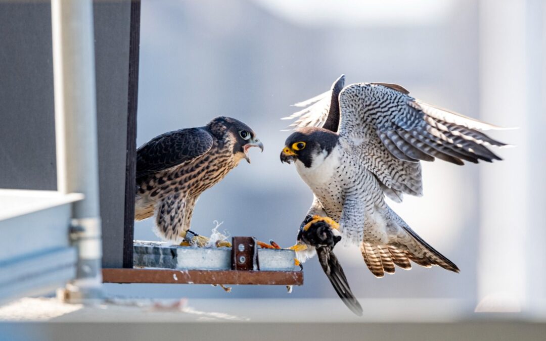 Cuatro pollos de halcón peregrino se crían con éxito en el silo de Cementos Portland Valderrivas en el puerto de Tarragona