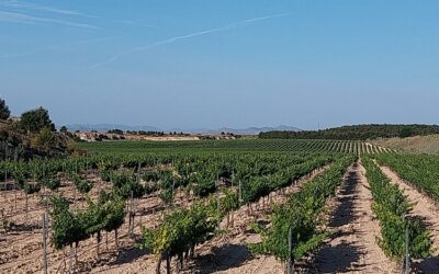 Cemex vendimia más de 110.000 kg de uva de su cantera-viñedo en Yepes